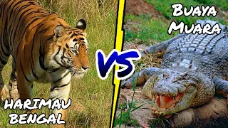 harimau vs buaya fans harimau gk usah baper 