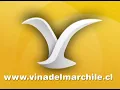 Los Pericos, Mucha experiencia, Festival de Viña 1995