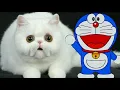 Lagu aku ingin begini aku ingin begitu || lagu Doraemon