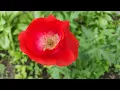 Poppies with Calm Music