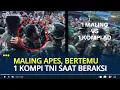 Download Lagu Viral Maling Apes Bertemu 1 Kompi TNI Saat Beraksi di Pagi Hari, Langsung Diamankan
