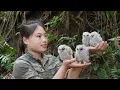 Download Lagu wild bird baby taming skills. setting traps to catch wild chickens,linhtaan Building