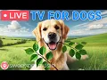 24 Hours of Dog TV Calming Music for Dog Sleep Soothing Dog Music for Anti Stress and Anxiety