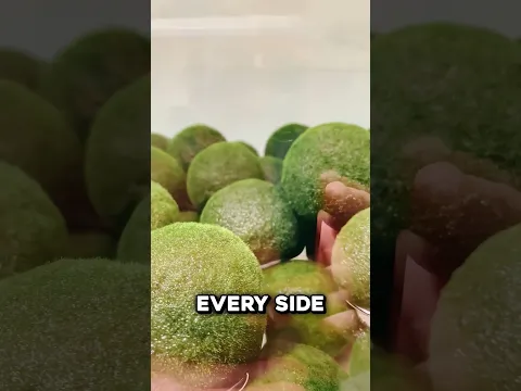 Why These Balls NEED Shrimp 🤯