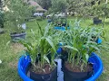 Growing Corn and Tomatoes in Small Spaces using the Kiddie Pool Method