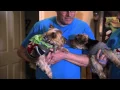 6abc Shelter Me Save A Yorkie Rescue Inc