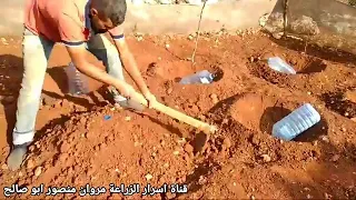 زراعة البطاطة في حديقة المنزل اخونا شرح اخونا مروان منصور أبوصالح 
