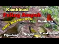 Download Lagu Suara Pikat Kombinasi Pijantung Sogon Cikrak Bambu Sepah Raja Dijamin Ampuh