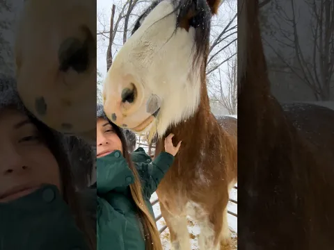Lonely Blind Horse Finds A Best Friend In A Gentle Giant | The Dodo