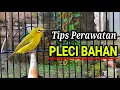 Download Lagu Tips Perawatan Harian Pleci Bahan Agar Cepat Ngalas