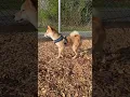 Download Lagu Looking forward new friends #shibabobliu #japanesedog #shiba #puppy