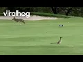 Real Life Coyote and Roadrunner Meet || ViralHog