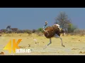 Download Lagu 4K Ostrich the Flightless Bird - African Wildlife Documentary Film with Narration