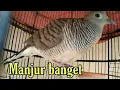 Download Lagu SUARA PERKUTUT MENANTANG LAWAN