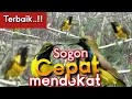 Download Lagu SUARA PIKAT SOGON RIBUT ANDALAN TERBAIK