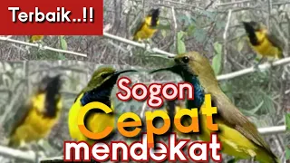 Download SUARA PIKAT SOGON RIBUT ANDALAN TERBAIK MP3