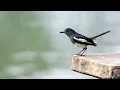 ✅️ KEINDAHAN SUARA BURUNG MURAI KAMPUNG. MELODI ALAM