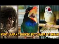 Download Lagu MASTERAN RAJA KUNTILANAK TENGKEK BUTO KAPAS TEMBAK TERBARU