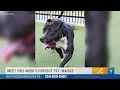 Perfect Pet Maisle