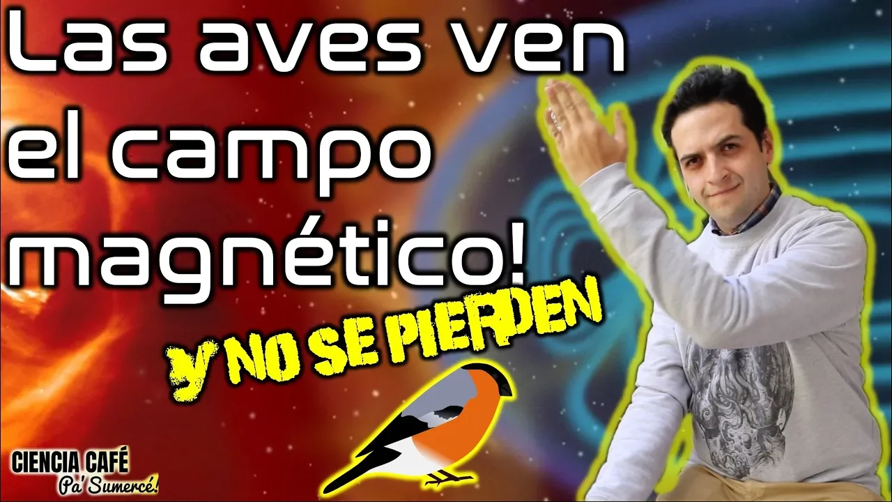 Las aves ven el campo magnético y no se pierden!