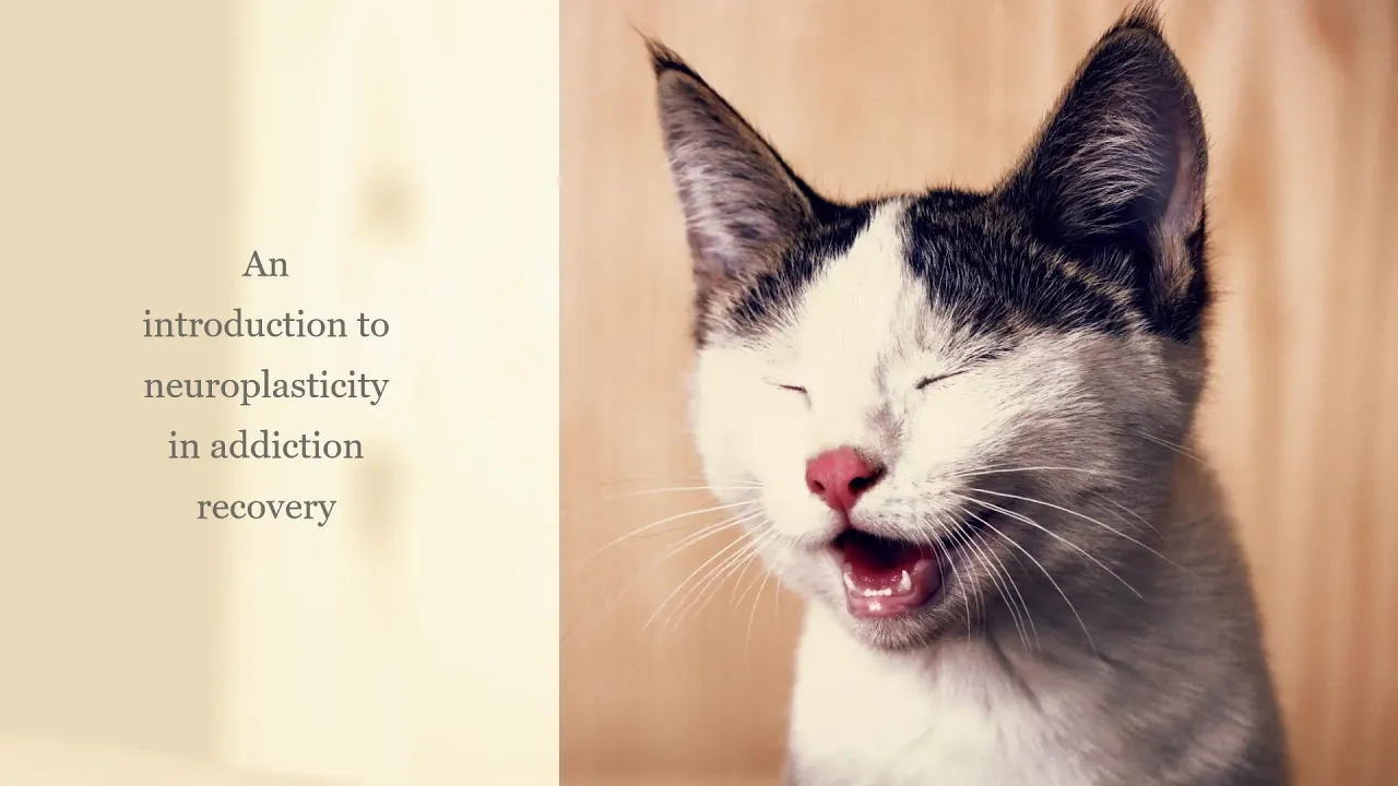 An introduction to neuroplasticity in addiction recovery