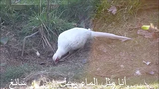لامية ابن الوردي من اجمل ما سمعت بصوت يونس الرازي من المغرب 