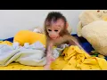 Download Lagu Millie's tantrum 🥵, first time seeing a newborn baby monkey, Millie throws a tantrum
