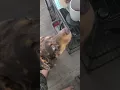 Teaching a Catahoula how to make coffee