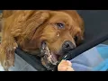 Download Lagu A Dying Golden Retriever Taught Us What It Means to Love—Even at the End!