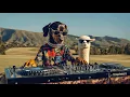 Tribal Rhythms from the Highlands 🐾🔥 | Jungle Beats with Jax The DJ \u0026 Llama Vibes