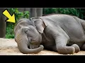 Download Lagu 59-jarige stervende olifant weigert te eten... totdat ze een bekende stem hoort