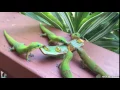 Lagu Geckos With Yoshi Sounds
