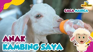 Anak Kambing Saya ( Caca Marica ) - Lagu Anak Anak - Lagu Anak Kambing Lucu - Lagu Anak Terpopuler