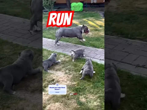 American bully dog with his pups having a good time !