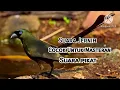 Download Lagu Murai Papua/Murai Irian GACOR Suara Jernih Cocok Untuk Masteran/Suara Pikat