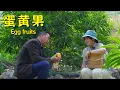 Download Lagu Egg fruits are ripe! Pancakes and tofu pudding on the table—summer flavors can't be hidden!