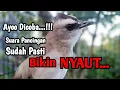 Download Lagu Suara Panggilan Trucukan Jantan Tarung Gacor, Jadikan Trucuk Seketika NYAUT GACOR