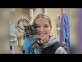 A unicorn Rare male tortoiseshell cat found in Oregon is a hermaphrodite