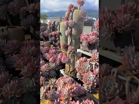 Stunning Succulent Path Ideas | Beautiful Garden Walkway Tour