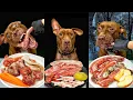 Lagu Best of Pitbull Eating Sounds | RAW MEAT | ASMR Compilation