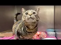 SCAM ALERT Fort Wayne Animal Care and Control warns about pet scam - clipped version