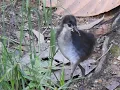 Lagu Juvenile Waterhen (Ruak-Ruak juvana)