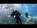 Download Lagu Diving Sipadan/Kapalai 2017