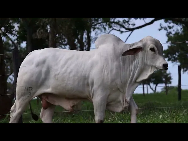 Touro Tabapuã TTAR - 603