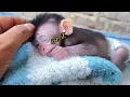 Lagu “Yumi Can’t Stop Snoring… While Cici Plays Around! 😴🐵🛁”