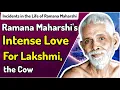 Download Lagu Ramana Maharshi's Intense Love for Lakshmi the Cow || Ramana Maharshi Love for Animals