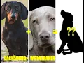 Top 20 Dachshund Mix Breed You Don t Know About Opposum