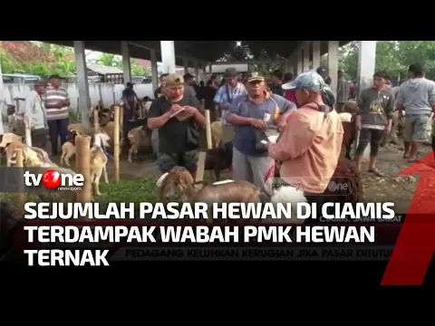 Sejumlah Dampak Bermunculan Akibat Penyebaran Wabah PMK Pada Hewan Ternak