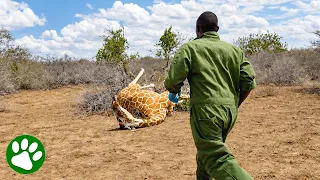 Rescuers Race to Save Giraffe Caught in Deadly Snare