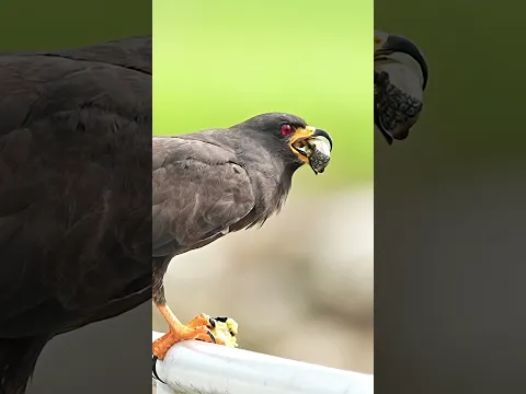 Snail Kite Enjoying its Snail - Not Gary.